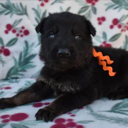 Orange Boy - Bi-color male German Shepherd puppy in Grants Pass, Oregon from Granville German Shepherds