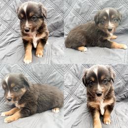 Black tri male 4 - Black tri male Miniature Australian Shepherd puppy in Brooker, Florida from Honey, I Shrunk the Aussies