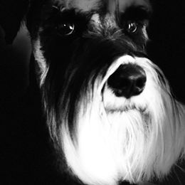 Miniature Schnauzers from Simplicity Schnauzers