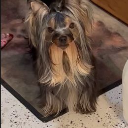 Chika - Blue and gold female Yorkshire Terrier puppy in Erda, Utah from Earthmountain Yorkies