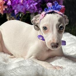 Tilly - Blue female Italian Greyhound puppy in Lakeland, Florida from Elite Doxies Florida