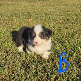 This young man is a full fluffy tri. I beleive he may keep his black head like his momma. - Black and tan male Pembroke Welsh Corgi puppy in Harrisburg, Illinois from Parish Corgis