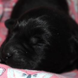 Durango - Black male Labrador Retriever puppy in Camden, Indiana from Prebleridge Acres