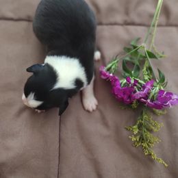 Australian Shepherd Puppies from TANDEM Aussies