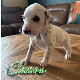 Chaos - LUA - White and black female Dalmatian puppy in Mount Vernon, Missouri from Spots & Spirals