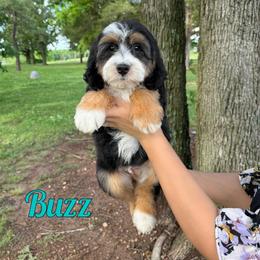 Buzz - Tri-color male Bernedoodle puppy in Mount Vernon, Missouri from PoodlelyDoodlely