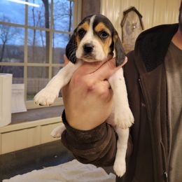 Beagle and Pembroke Welsh Corgi Puppies from Country Acres Farm