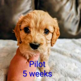 Pilot (boy 3) - Apricot male Cavapoo puppy in Washougal, Washington from Timothy's Cavapoos