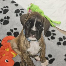 Boxer Puppies from Sanchez Boxers