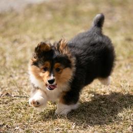 Tri female 1 WITH tail - Black and tan female Pembroke Welsh Corgi puppy in Hale, Michigan from All Hale Corgis