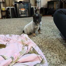 Boy 4 - Blue speckled male Australian Cattle Dog puppy in Concrete, Washington from Back Country Cattle dogs