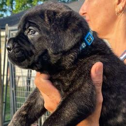 Blue Collar Boy - Black brindle male Cane Corso puppy in Weimar, Texas from Cane Corso Authority