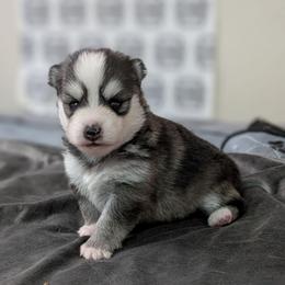 Stassi -Female Blue Eyes 3wks old - Black and white female Pomsky puppy in Hurleyville, New York from My Crazy Pomskys