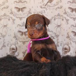 Girl 1 - Red and rust female Doberman Pinscher puppy in Williamston, Sc, South Carolina from Dutton Dog Co & Dalla Grazia Doberman