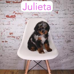 Julieta - Blue merle female Aussiedoodle puppy in Calhoun, Georgia from Happy Top Doodles