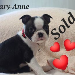 Mary-Anne - Brindle and white female Boston Terrier puppy in Brooksville, Florida from Delamorés Pups