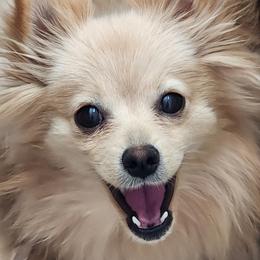 Siri - Pomeranian