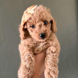 Buttercup - Apricot female Goldendoodle puppy in Sacramento, California from GoldenDoodle Love