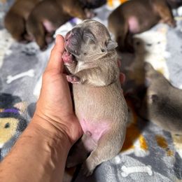 Male 1 - Blue fawn male French Bulldog puppy in Keeseville, New York from Big Sky Frenchies