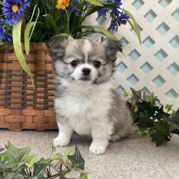 Chihuahua Puppies from Knox Rock'n Chihuahuas