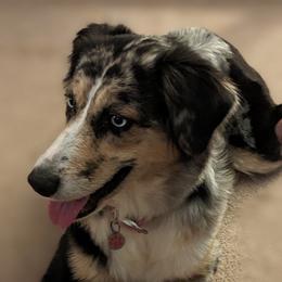 Bella - Australian Shepherd