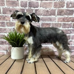 Maree - Miniature Schnauzer