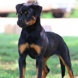 Elsa's Storm Von Shone Rasse - Black and mahogany female Rottweiler puppy in Michie, Tennessee from Schone Rasse Rottweilers
