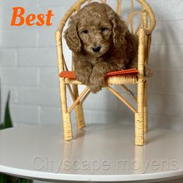 Poodle Puppies from Cityscape Moyen Poodles