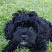 Assorted Doodle Crosses, Cavachons, Cavalier King Charles Spaniels, and Cavapoos from Prairie Puppies