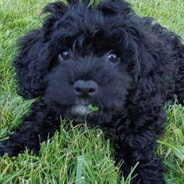 Assorted Doodle Crosses, Cavachons, Cavalier King Charles Spaniels, and Cavapoos from Prairie Puppies