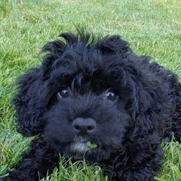 Assorted Doodle Crosses, Cavachons, Cavalier King Charles Spaniels, and Cavapoos from Prairie Puppies