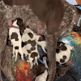German Shorthaired Pointer Puppies from Hanaway GSPs