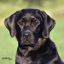 Labrador Retrievers from Will O Moor Labradors