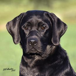 Labrador Retrievers from Will O Moor Labradors