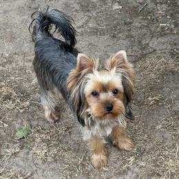 Mia - Blue and gold female Yorkshire Terrier puppy in Portland, Oregon from Bohemian Beauty Yorkshire Terrier