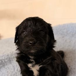 Morticia (Guardian Home Opportunity) - Black and white female Aussiedoodle puppy in Mulino, Oregon from Korbella Farm