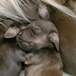 Dachshund Puppies from Riverdox Dachshunds