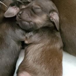 Dachshund Puppies from Riverdox Dachshunds