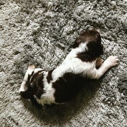 Cockapoo Puppies from Oodles of Doodles and Love