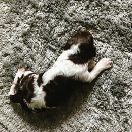Cockapoo Puppies from Oodles of Doodles and Love