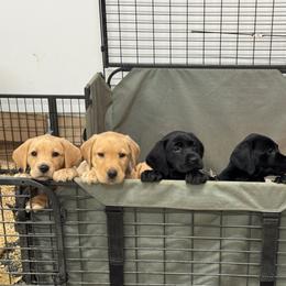 Sugar Daddy-yellow male - Yellow male Labrador Retriever puppy in Gig Harbor, Washington from Mayfield Farm