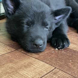 German Shepherd Puppies from Von Fleckenstein