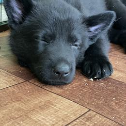 German Shepherd Puppies from Von Fleckenstein