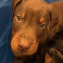 Dachshund and Doberman Pinscher Puppies from Cornerstone Dobermans and Dachshunds