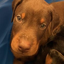 Dachshund and Doberman Pinscher Puppies from Cornerstone Dobermans and Dachshunds
