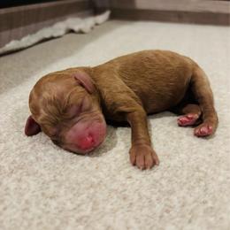 Rio - Red  male Goldendoodle puppy in Birmingham, Alabama from Ivy’s Doodles