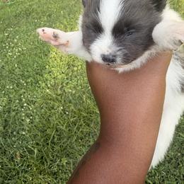 Boy 1 - Black parti male Pomeranian puppy in Elberton, Georgia from Pits and Poms LLC
