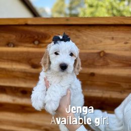 Jenga - Parti female Goldendoodle puppy in Orangevale, California from Ugly Dad Doodles