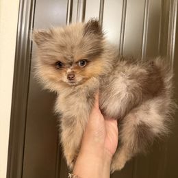 Papacito - Chocolate merle male Pomeranian puppy in Corpus Christi, Texas from Crown Rose Pomeranians
