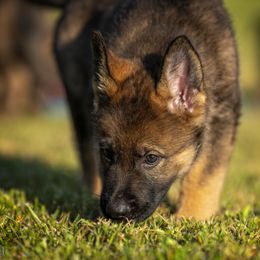 German Shepherd Puppies from Sommerfeld German Shepherds